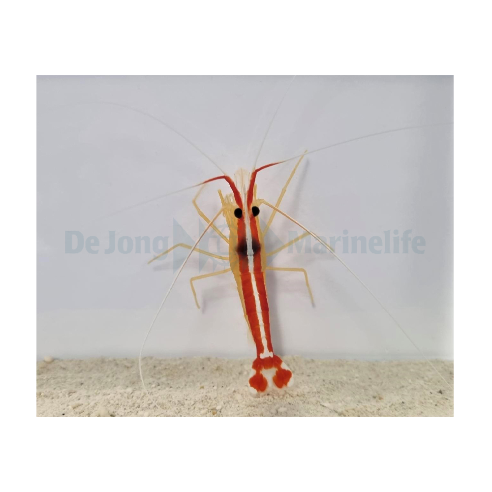 Lysmata amboinensis - Sandreje