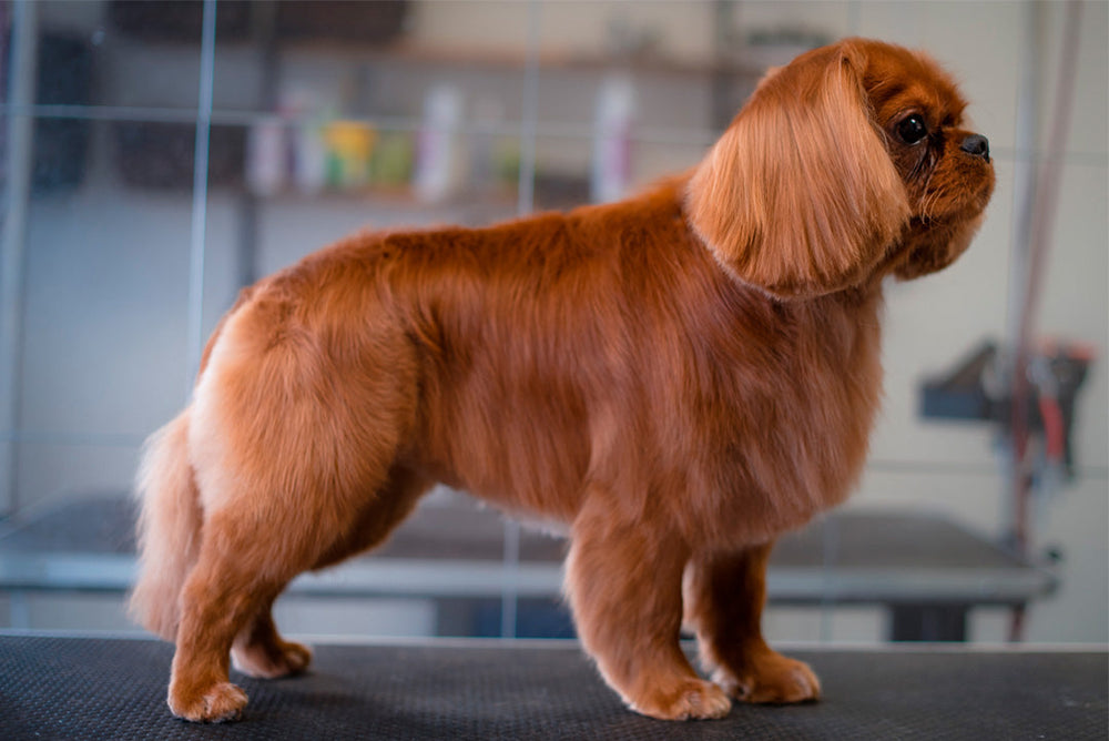 SPANIELKLIPPNING | Endast 1099 kr! - Zoogiganten