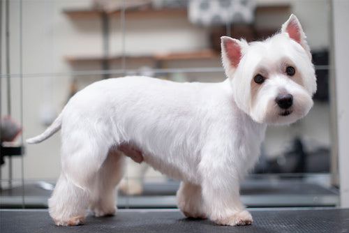 TERRIERKLIPPNING | Endast 1259 kr! - Zoogiganten