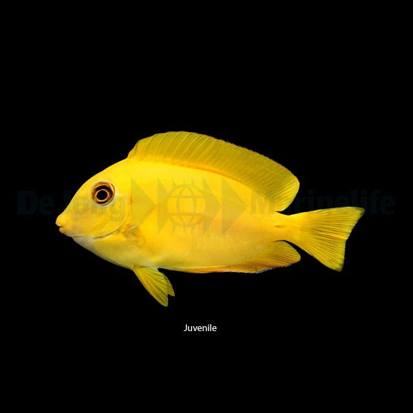 Acanthurus olivaceus - M - Orange skulderkirurgfisk