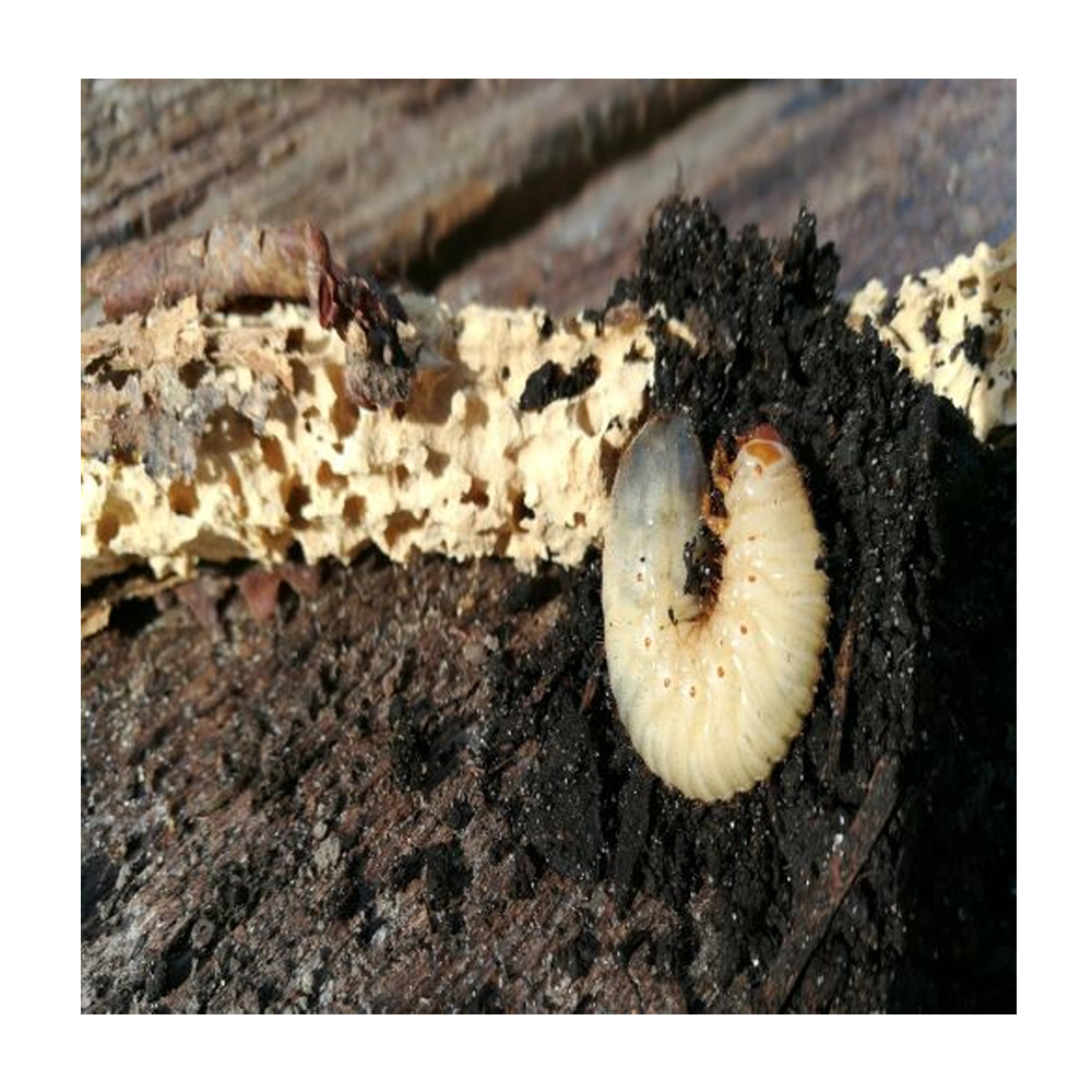 Rosenbaggslarver - 10 ST | Endast 69 kr! - Zoogiganten