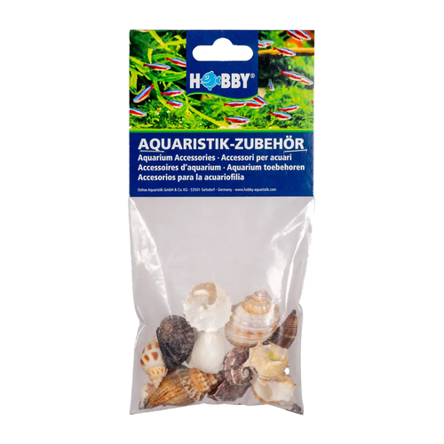 Seashell 10 st - M | Endast 149 kr! - Zoogiganten
