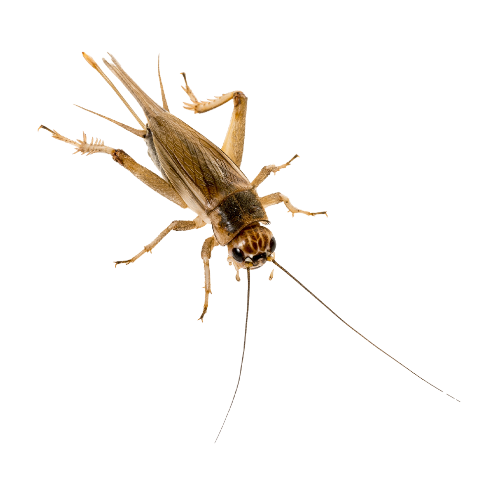 Syrsor Small 3/4 - Ca 80 ST | Endast 69 kr! - Zoogiganten