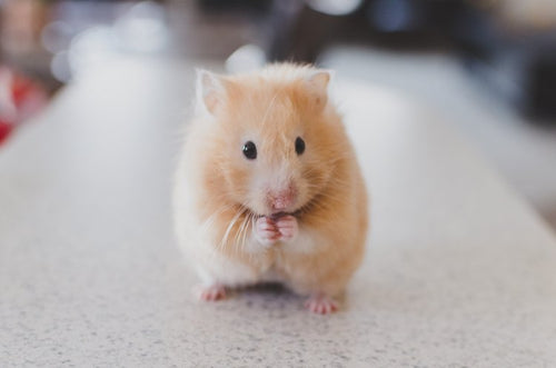 HOTELL - FÖR HAMSTER, GERBIL, DEGU, MUS / DYGN | Endast 99 kr! - Zoogiganten