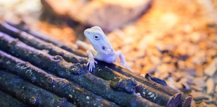 Reptil - UV-lampor