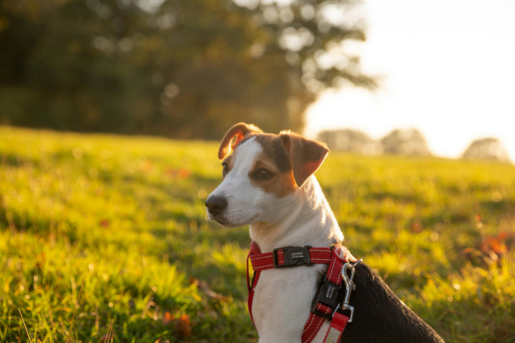 Hund - Matplatsen