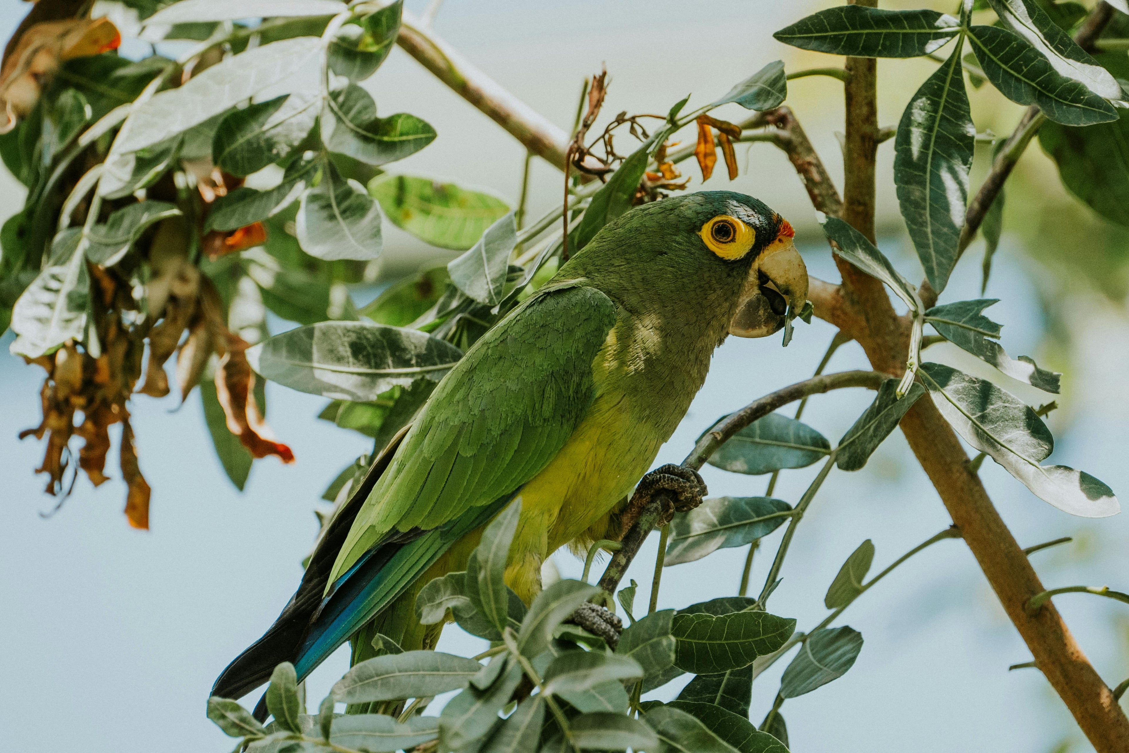 Fågel - Fågelholkar & Nästen