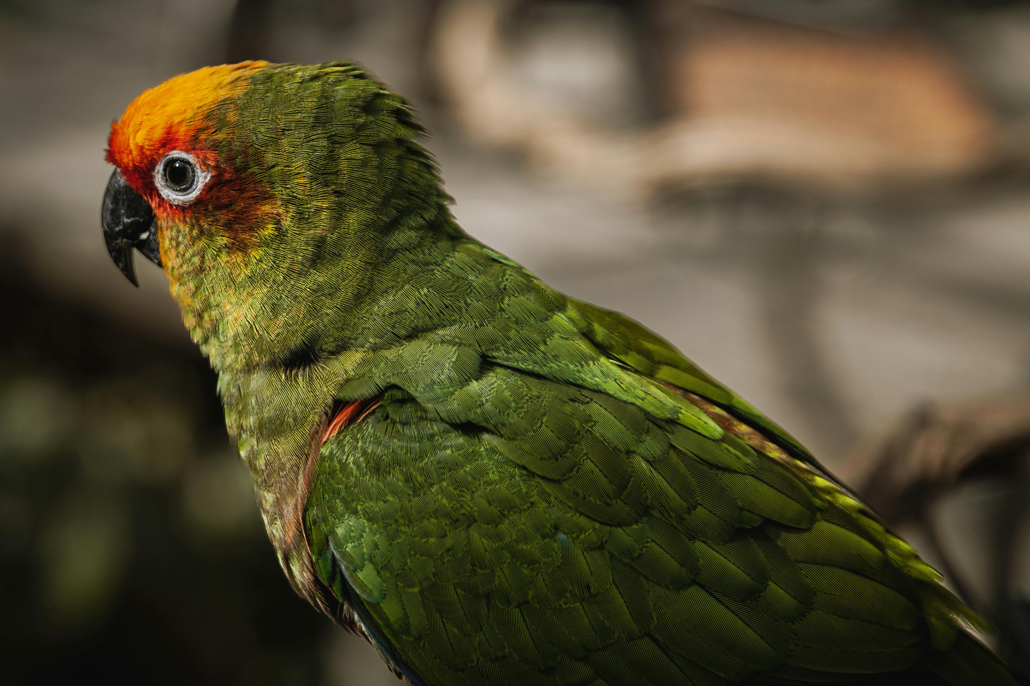 Fågel - Naturgodis & Hirskolvar