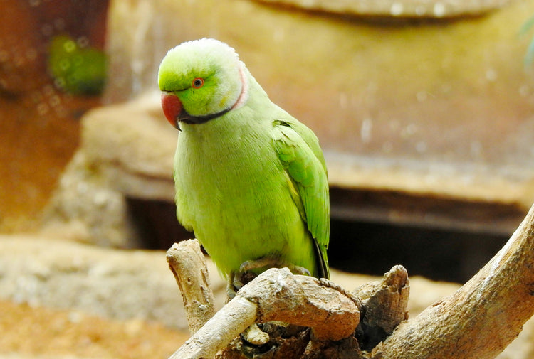 Fågel - Sand & Snäckskal