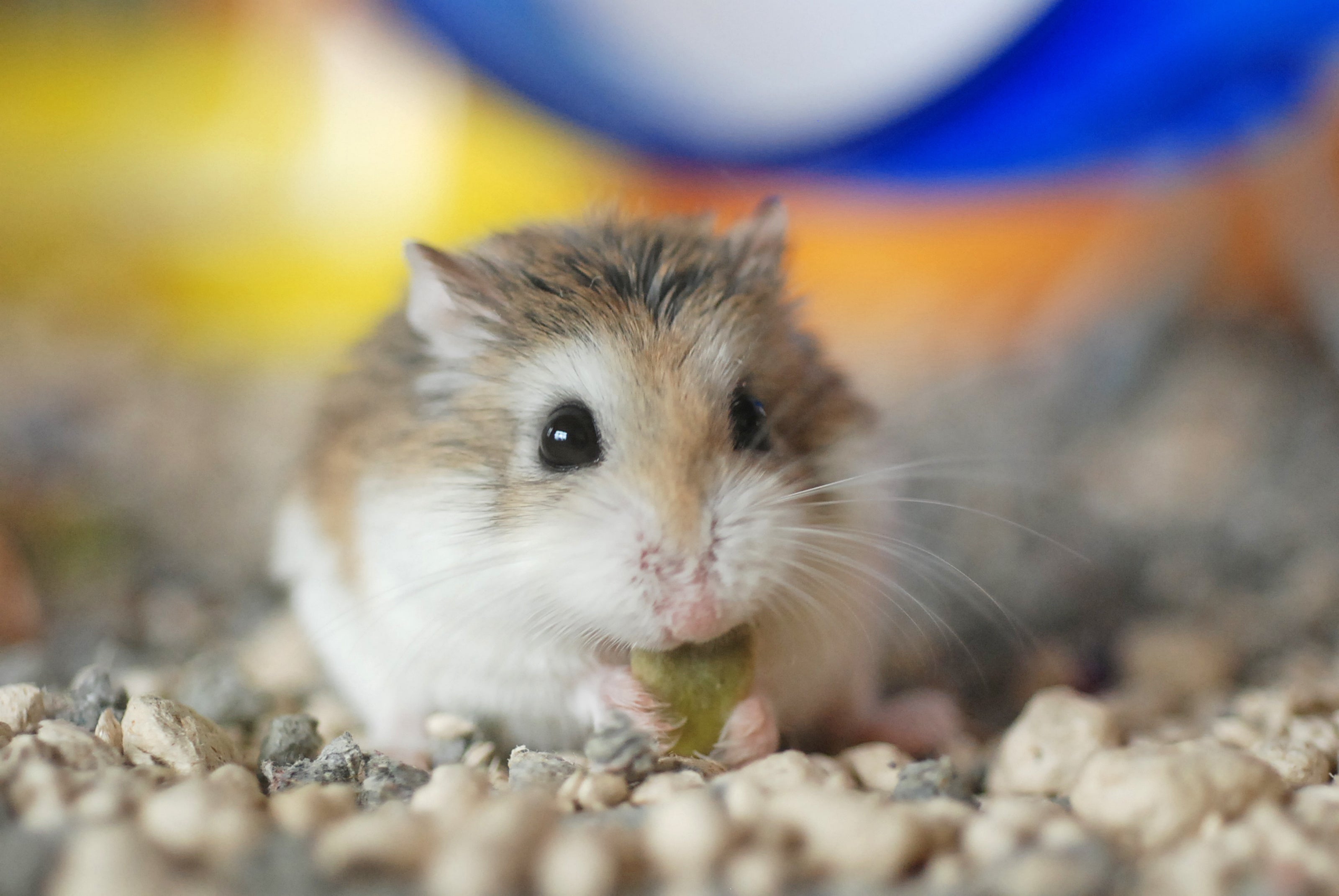 Gnagare - Burspån, Papperspellets & Naturströ