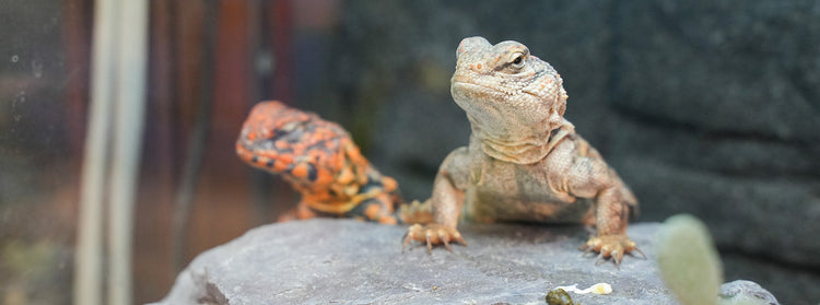 Reptil - LED-lampor