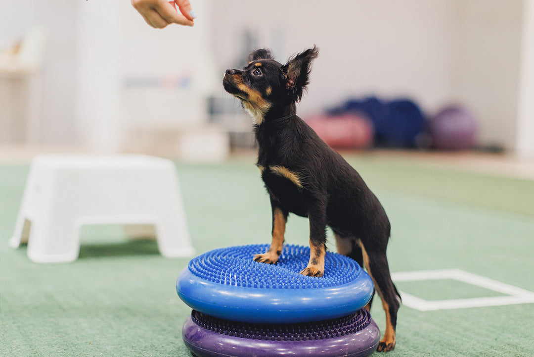 BALANSBOLL - PROVA PÅ | Endast 250 kr! - Zoogiganten