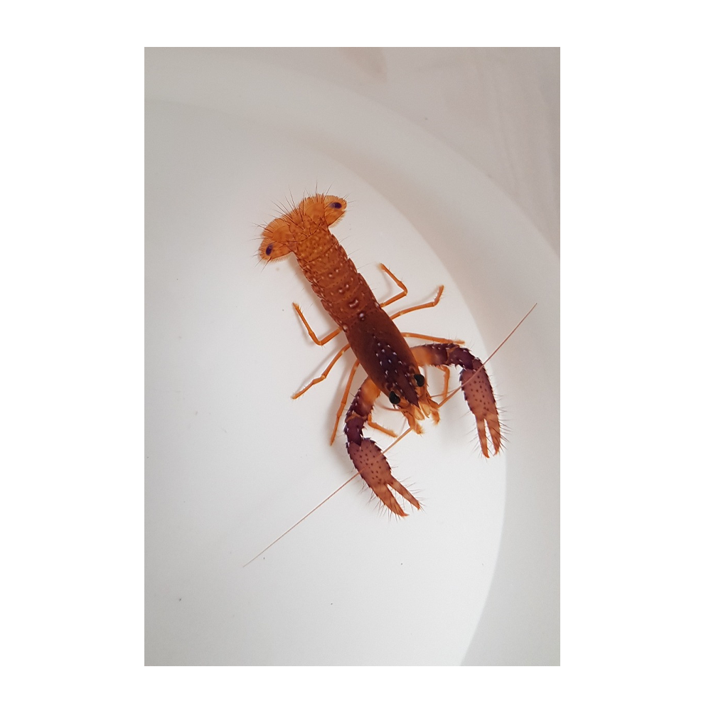 Enoplometopus daumi - Lila/orange revhummer M | Endast 739 kr! - Zoogiganten