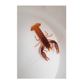 Enoplometopus daumi - Lila/orange revhummer M | Endast 739 kr! - Zoogiganten