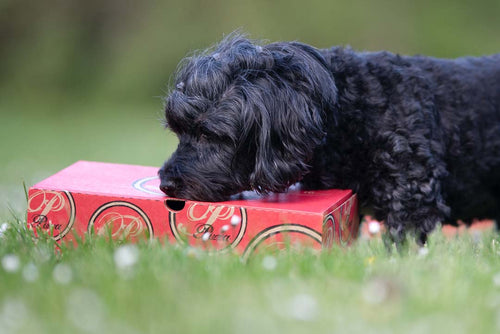 KURS - HUND - NOSEWORK PROVA PÅ | Endast 850 kr! - Zoogiganten