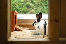 HOTEL - UDENDØRS LEGEPLADS TIL KANINER OG MARSVIN / DAG