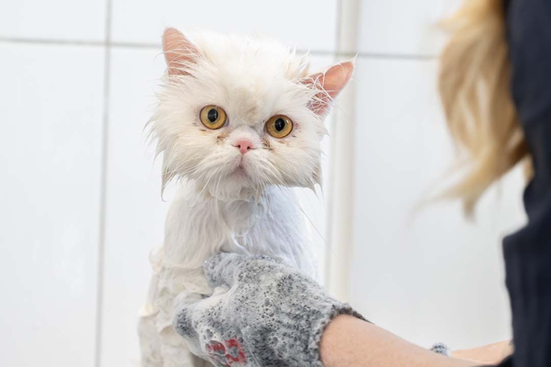PÄLSUTREDNING & BAD FÖR KATT | Endast 699 kr! - Zoogiganten