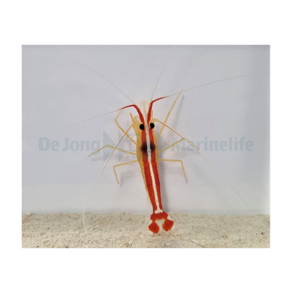 Lysmata amboinensis - Sandreje