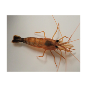Lysmata wurdemanni - Pepparminträka | Endast 389 kr! - Zoogiganten