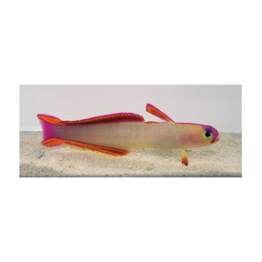 Nemateleotris decora - Decoragoby | Endast 699 kr! - Zoogiganten