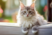 PÄLSUTREDNING FÖR KATT | Endast 699 kr! - Zoogiganten