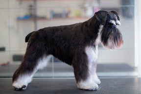 TERRIERKLIPPNING | Endast 1259 kr! - Zoogiganten