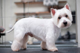 TERRIERKLIPPNING | Endast 1259 kr! - Zoogiganten