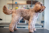 TERRIERKLIPPNING | Endast 1259 kr! - Zoogiganten
