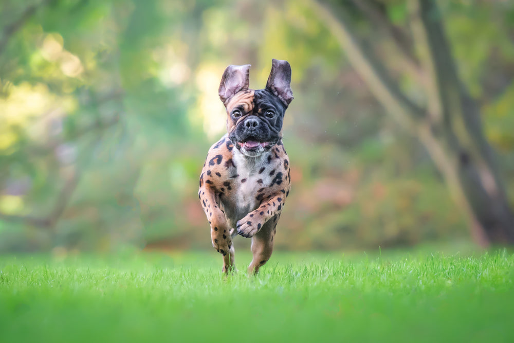 HUND - FÄRGNING | Endast 199 kr! - Zoogiganten