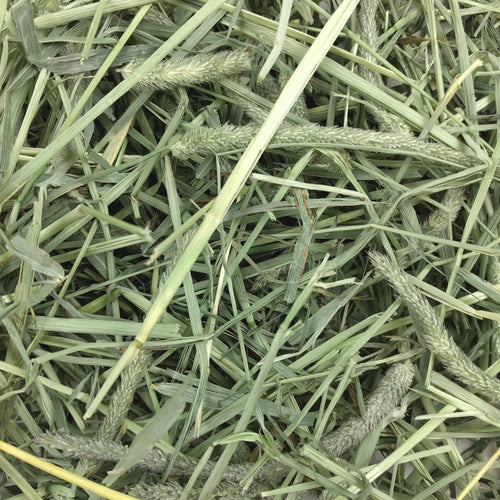 Hö Western Timothy - 1.13 KG | Endast 259 kr! - Zoogiganten