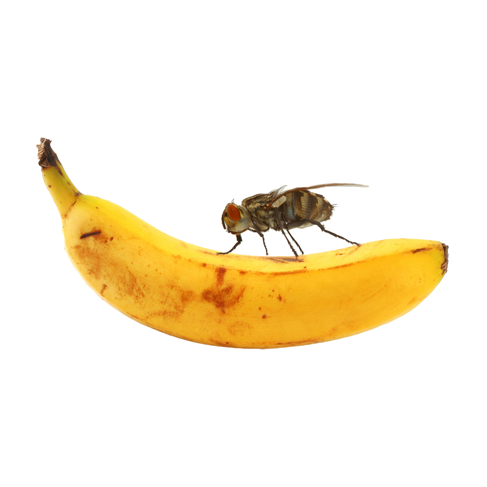 Stora Bananflugor i kopp | Endast 89 kr! - Zoogiganten