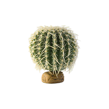 Bollkaktus Ökenväxt - 15X15X15 CM | Endast 189 kr! - Zoogiganten