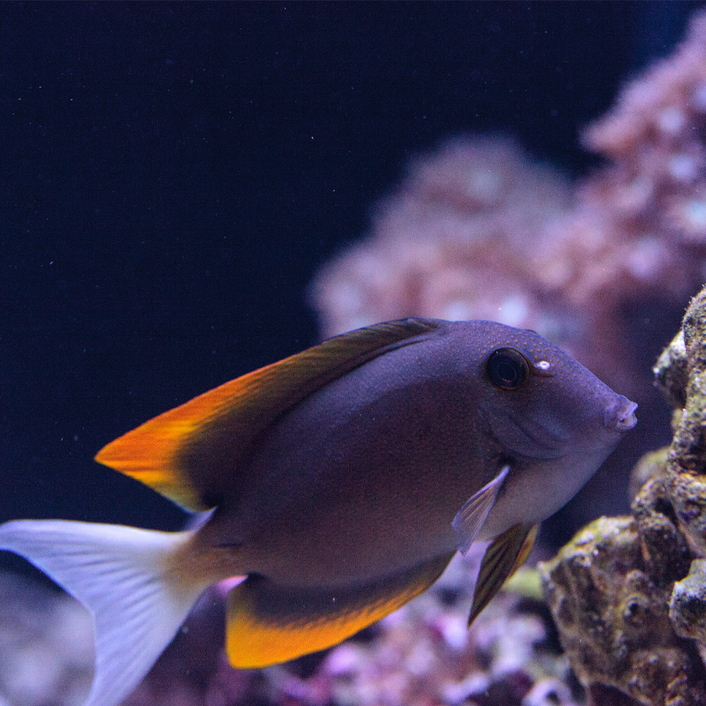 Ctenochaetus tominiensis 
 / Bristletooth Kirurgfisk | Endast 1099 kr! - Zoogiganten