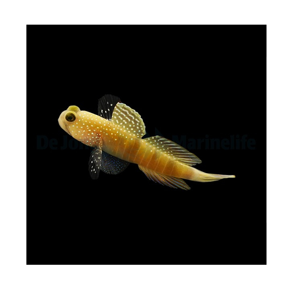 Cryptocentrus cinctus / Gul vagtkutling