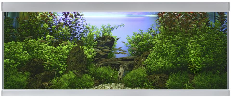 Fusion Akvarium / Sølv Hvid - 160X60X64 CM, 576 L