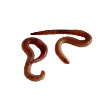 Daggmask Medium (20 st) - Eisenia Venera