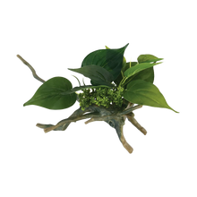 Drivved Planta - 16.5X16.5X24.5 CM | Endast 69 kr! - Zoogiganten