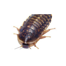 Dubia stor - 9 stk/æske