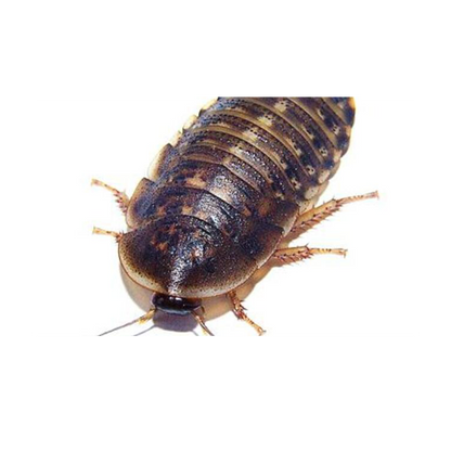 Dubia stor - 9 stk/æske