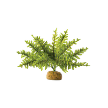 Ormbunke Regnskogsväxt - 36X26X26 CM | Endast 219 kr! - Zoogiganten