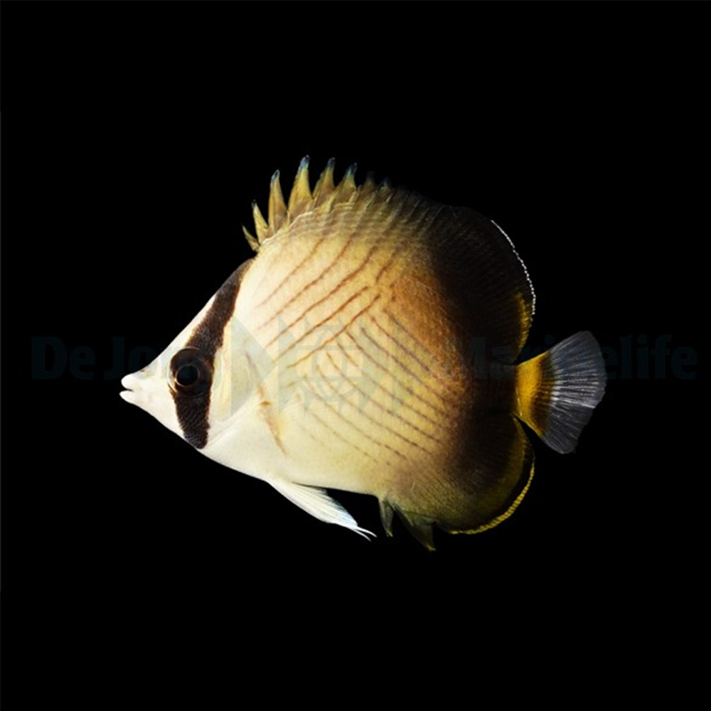 Chaetodon decussatus  / Indian Vagabond Fjärillfisk | Endast 949 kr! - Zoogiganten
