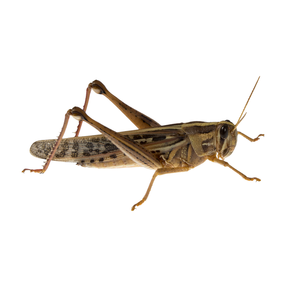 Gräshoppor Fullvuxna - 10ST/Box | Endast 69 kr! - Zoogiganten