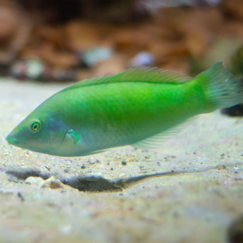 Halichoeres chloropterus  / Grön Wasse | Endast 599 kr! - Zoogiganten