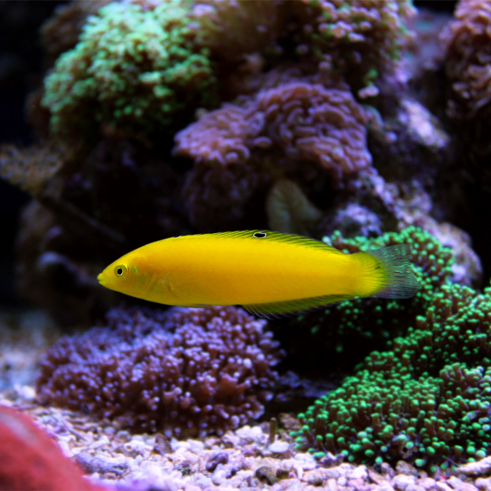 Halichoeres chrysus  / Gul Wrasse | Endast 599 kr! - Zoogiganten