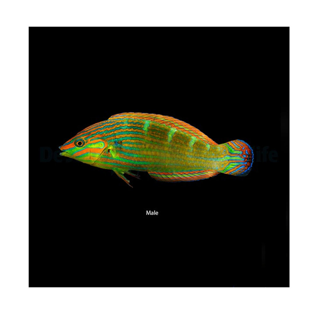 Halichoeres melanurus - M - Haleplet læbefisk