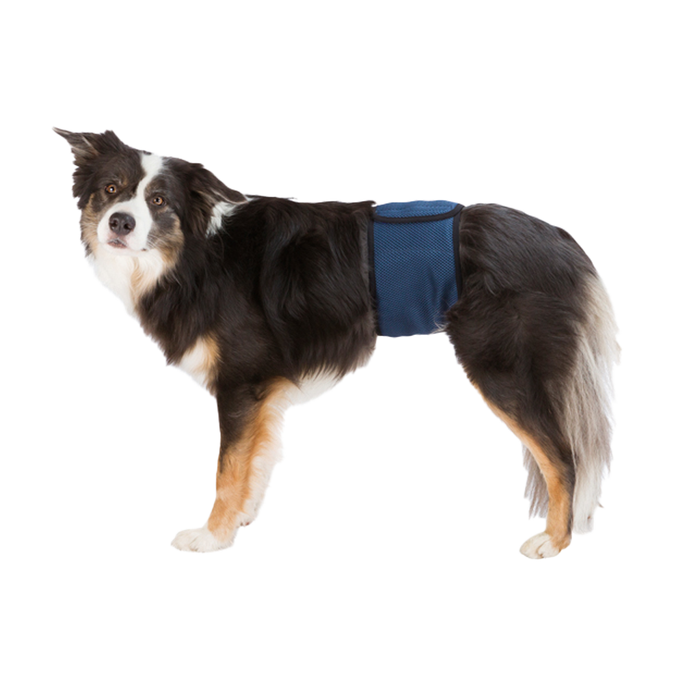 Halsbånd til hanhund mørkeblå