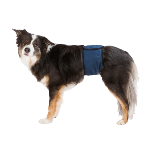 Halsbånd til hanhund mørkeblå