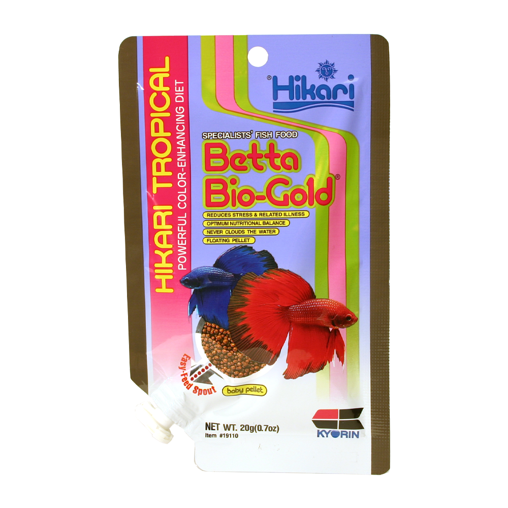 Hikari Betta Gold Kampfisk | Endast 129 kr! - Zoogiganten