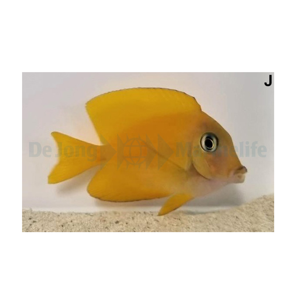 Ctenochaetus truncatus - S - Gold-ring bristletooth kirurgfisk | Endast 1149 kr! - Zoogiganten