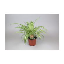 Kaningräs Kruka - 12 CM | Endast 89 kr! - Zoogiganten